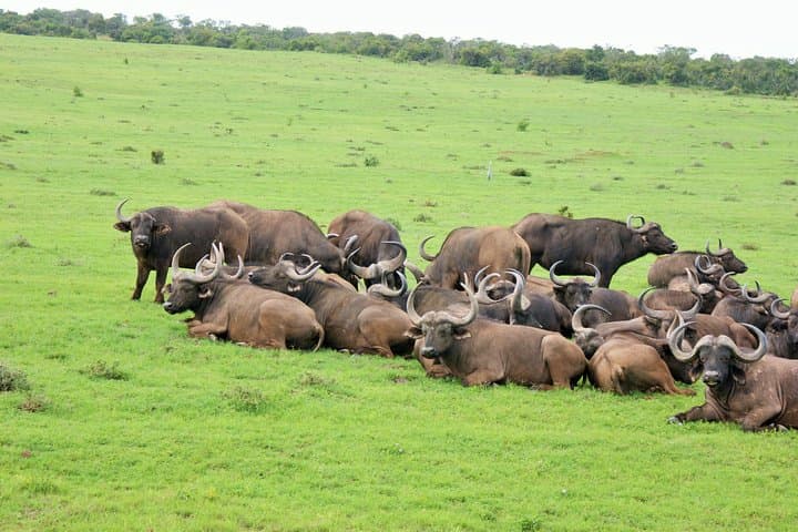 Big 5 Safari Day Trip to Addo Elephant National Park from Port Elizabeth