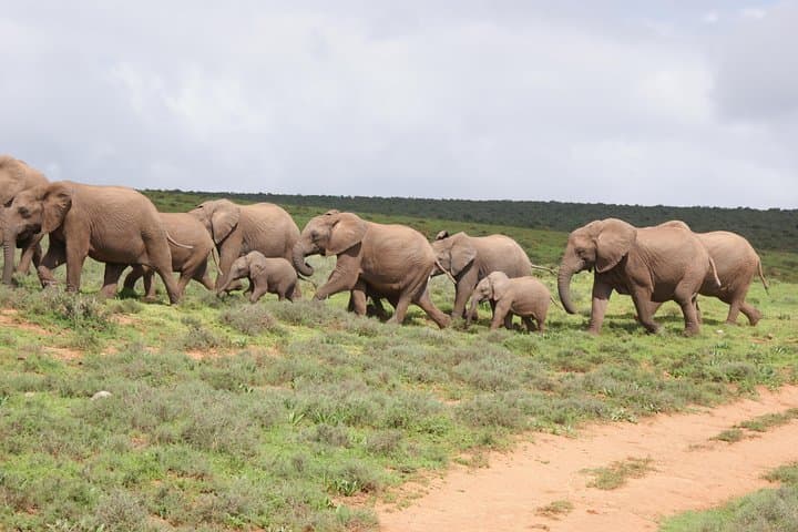 Big 5 Safari Day Trip to Addo Elephant National Park from Port Elizabeth photo 2