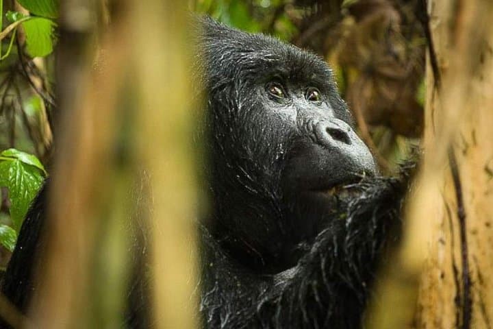 10-Day Uganda Safari: Gorilla Trekking, Murchison Falls & Rhinos photo 2