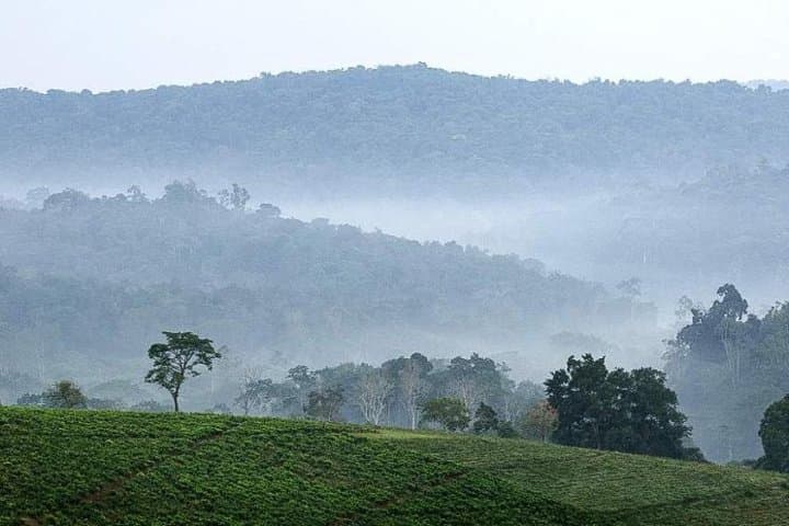 10-Day Uganda Safari: Gorilla Trekking, Murchison Falls & Rhinos photo 6