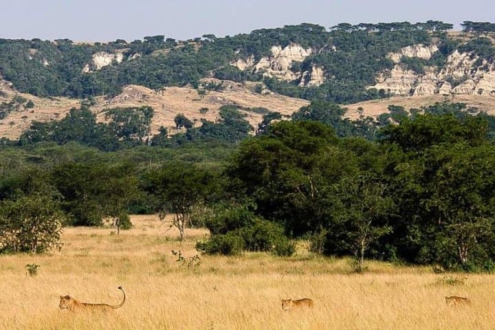 7-Day Uganda Safari & Gorilla Trekking — Bwindi, Mgahinga & Queen Elizabeth photo 2