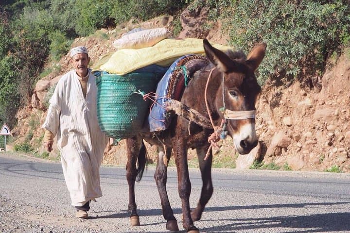 Ourika Valley Half-Day Trip from Marrakech: Camel Ride, Argan Cooperative & Waterfalls