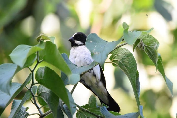 Asuncion Botanical Garden Birding Tour: 3-4 Hour Urban Wildlife Walk