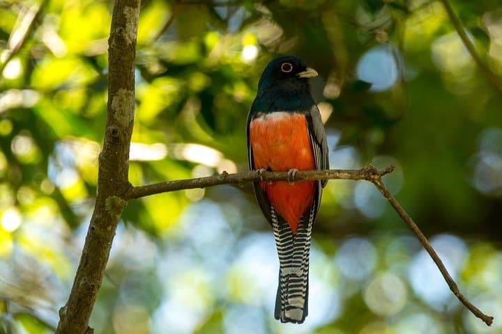 Asuncion Botanical Garden Birding Tour: 3-4 Hour Urban Wildlife Walk photo 2