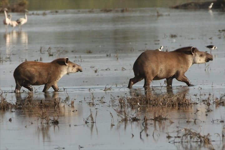 Discovering Wildlife of the Paraguayan Chaco: 3-Day Birding & Mammal Safari