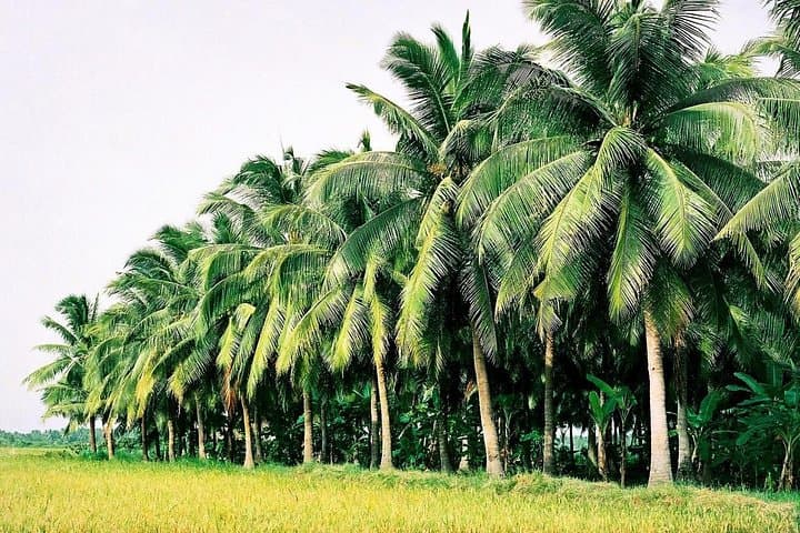 2-Day Mekong Delta Tour: Ben Tre, Cai Rang Floating Market & Boat Cruises photo 2
