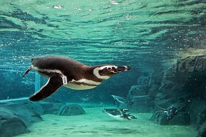 Skip-the-Line Aquarium of the Pacific General Admission Long Beach