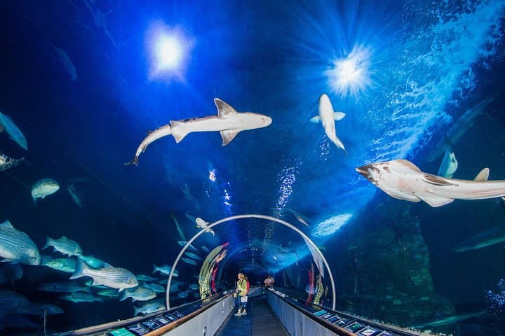 Explore Aquarium of the Bay: San Francisco Embarcadero Visitor Guide