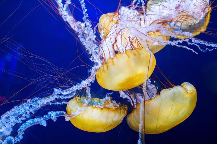 Explore Aquarium of the Bay: San Francisco Embarcadero Visitor Guide photo 2
