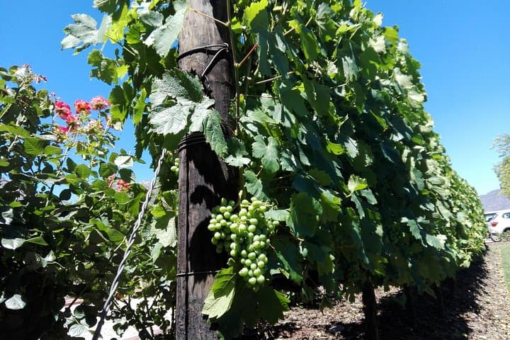 Private Drive in the Constantia Winelands: Groot Constantia, Steenberg & Constantia Glen photo 3