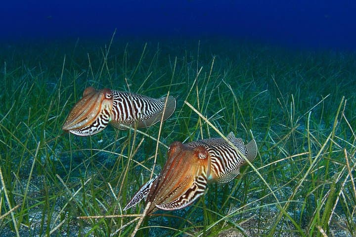 Half-Day Snorkeling Adventure for Kids on Tenerife’s South Coast photo 2