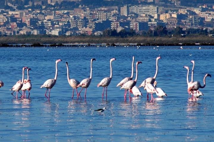 Segway Flamingo Sightseeing in Molentargius Park — Cagliari Coastal Tour