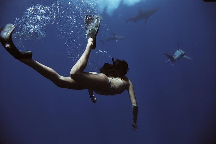 Cage-Free Pelagic Shark Swim Tour — Haleiwa North Shore Oʻahu photo 2