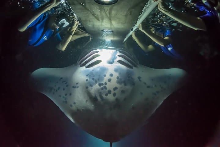 Night Manta Ray Snorkel Experience in Kona — Keauhou Bay Adventure