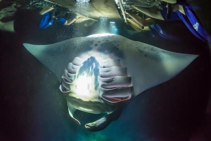 Night Manta Ray Snorkel Experience in Kona — Keauhou Bay Adventure photo 2
