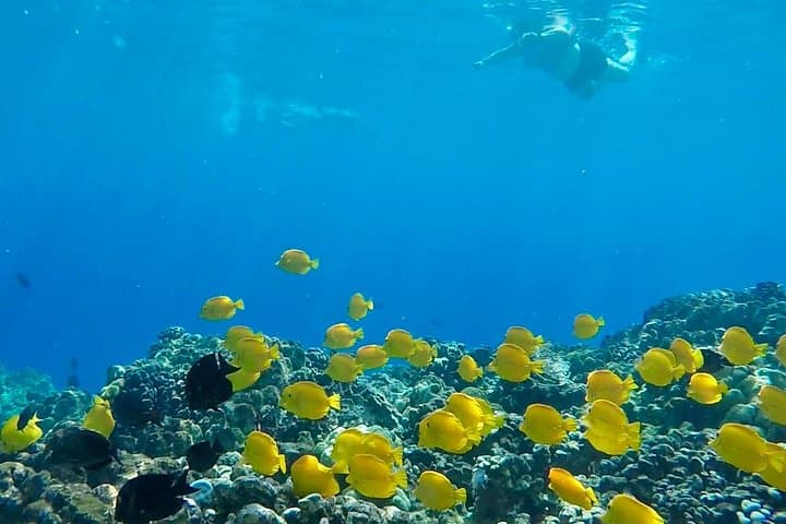 South Kona Small-Group Snorkel Expedition: Kealakekua, Puʻuhonua & Private Black Sand Beach photo 5