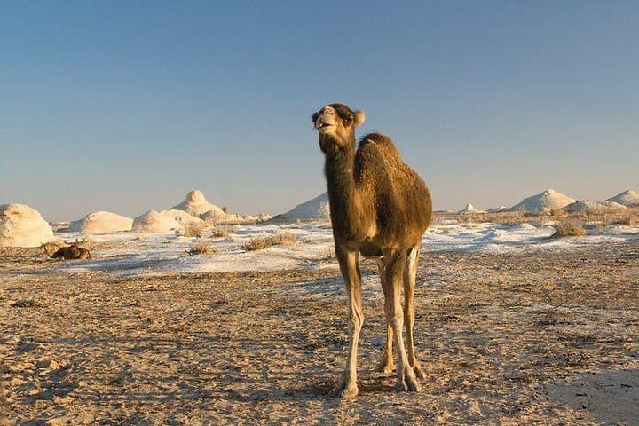 White and Black Desert Camping — One Night from Cairo to Bahariya Oasis photo 3