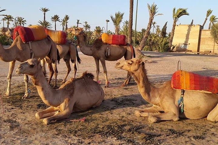 Sunset Camel Ride in Marrakech Palmeraie: Camel Trek and Berber Tea Experience photo 2