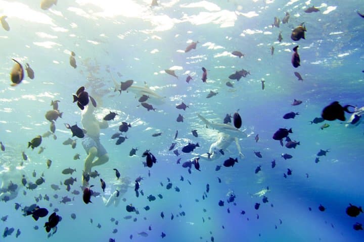 Full-Day Bora Bora Lagoon Cruise: Snorkel with Sharks & Stingrays photo 3