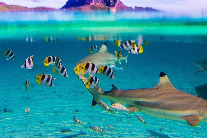 Full-Day Bora Bora Lagoon Cruise: Snorkel with Sharks & Stingrays