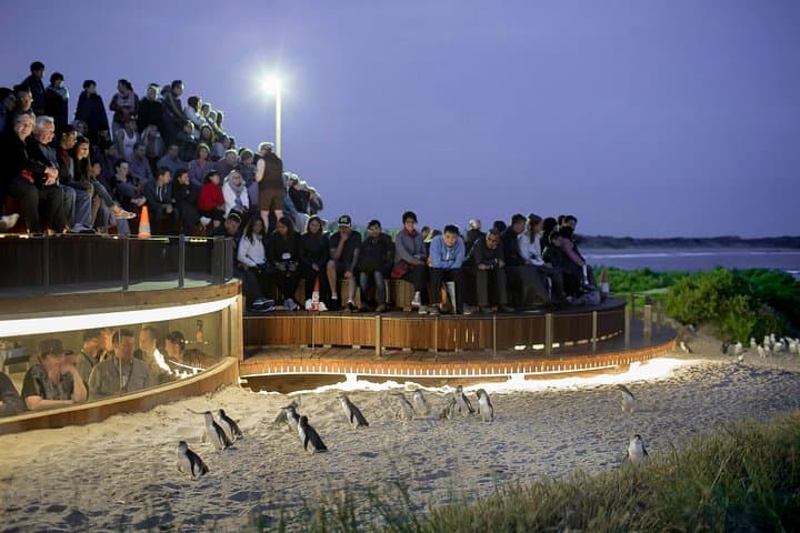 Phillip Island Penguin Parade Day Trip from Melbourne — Penguins Plus Platform & Koala Reserve