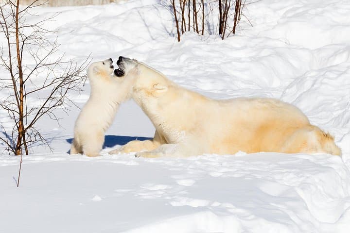 Ranua Zoo day trip from Rovaniemi: Arctic wildlife walk and transfer
