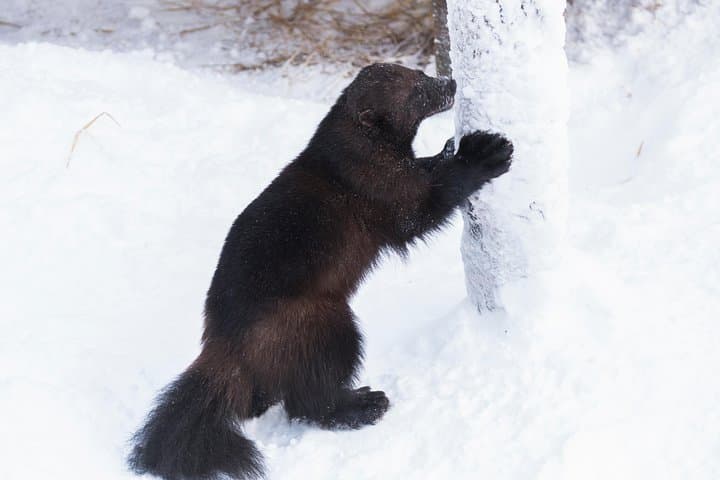 Ranua Zoo day trip from Rovaniemi: Arctic wildlife walk and transfer photo 2