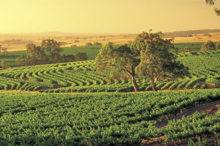 Barossa Valley Behind-the-Scenes Private Wine Tour from Adelaide photo 5