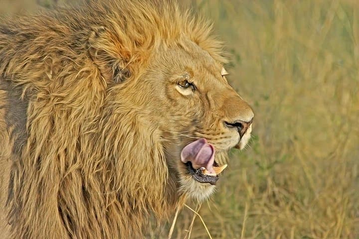 Morning Safari at Nairobi National Park and Giraffe Center — Half-Day Wildlife Experience photo 2
