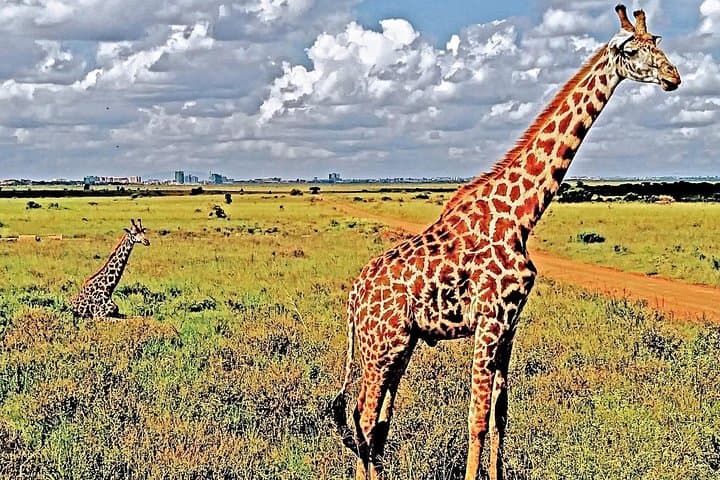 Morning Safari at Nairobi National Park and Giraffe Center — Half-Day Wildlife Experience