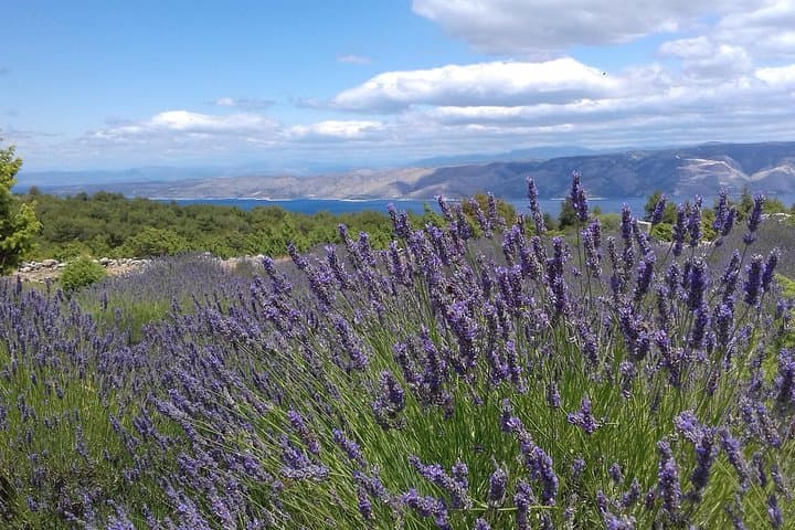 Hvar Lavender Tour: Easy Island Hike, Village Visits & Local Tastes