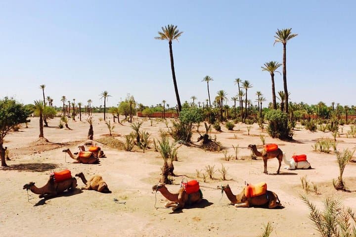 Camel Ride Through Marrakech Palmeraie and Berber Villages: 2-Hour Palm-Grove Excursion photo 2