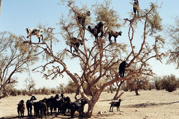 Goats in Argan Trees: Agadir Excursion to See Tree-Climbing Goats