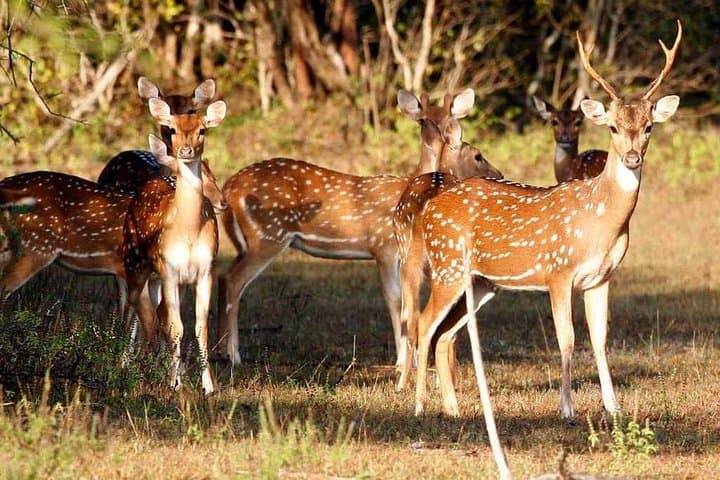 Udawalawe National Park Day Safari from Negombo: Elephant & Wildlife Jeep Tour photo 5