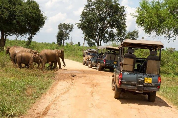 Udawalawe Safari from Kalutara: Guaranteed Elephant Encounters and Full-Day Jeep Excursion photo 1