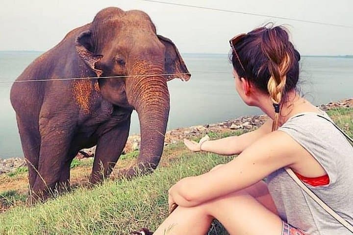 Udawalawe Elephant Safari Day Trip from Wadduwa — Guaranteed Elephant Sightings photo 2