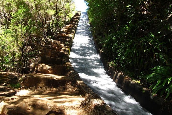 Levada do Alecrim Walk: Easy 8km Levada Hike from Funchal with Private Transfer