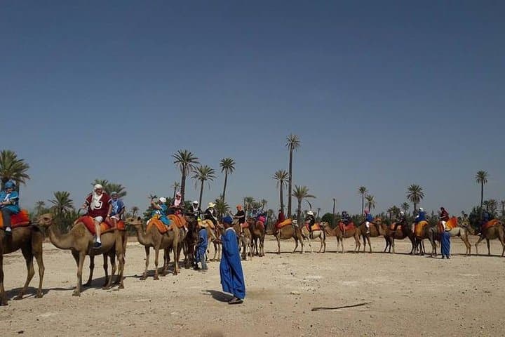 Palmeraie Camel Ride: 30-Minute Oasis Experience from Marrakech
