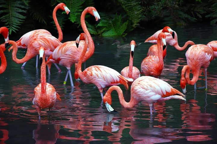 Xcambo Mayan Ruins & Progreso Beach Break — Flamingos, Salt Flats & Paddleboarding photo 2
