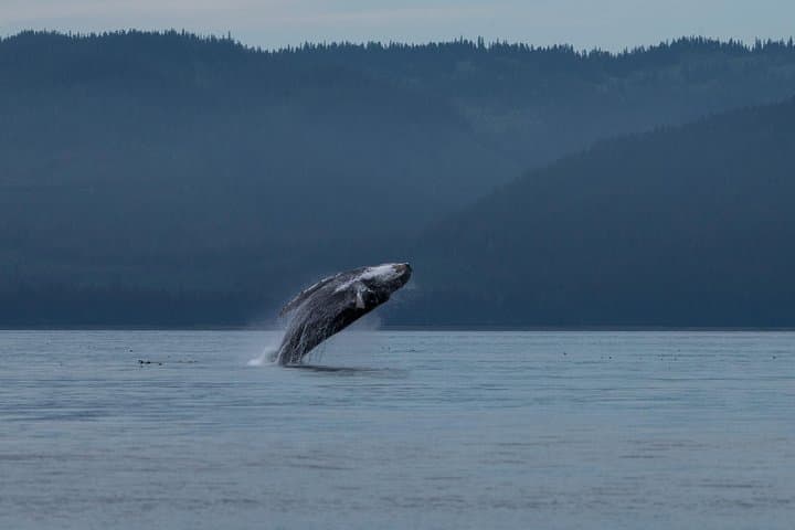 Hoonah Whale Tours in Icy Strait: Small-Group Whale Watching from Hoonah, AK