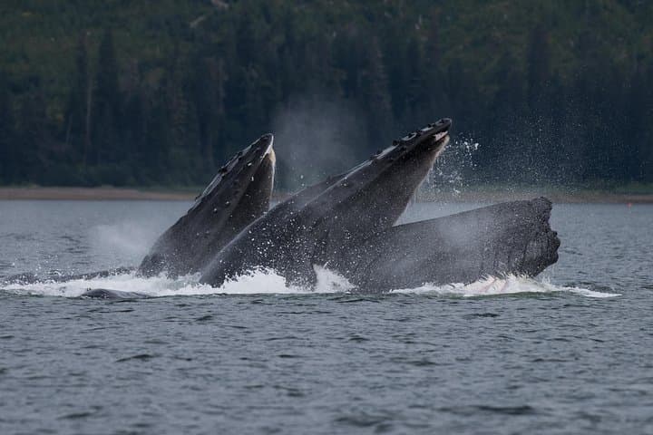 Hoonah Whale Tours in Icy Strait: Small-Group Whale Watching from Hoonah, AK photo 2