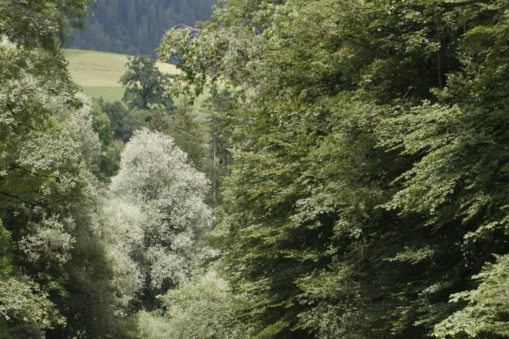 Ride the Simme: Class II–III Rafting from Interlaken’s Wilderswil Base photo 3