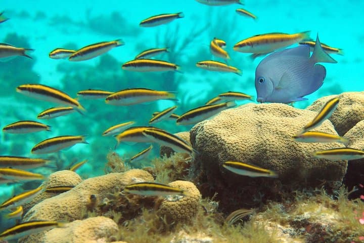 Get Anchored: Grand Cayman Stingray Sandbar, Reef & Bioluminescence Boat Tour