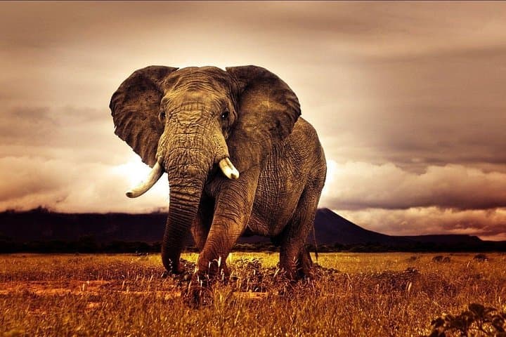 Luxury 6-Day Northern Serengeti Migration Safari, Tanzania photo 2