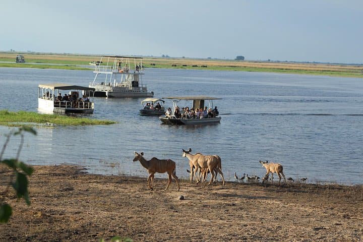 Chobe Full-Day Safari: Game Drive and Boat Cruise from Kasane photo 2