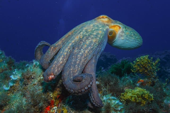 PADI Open Water Diver Course in Tenerife — 2-Day Certification with SCUBANANA photo 5