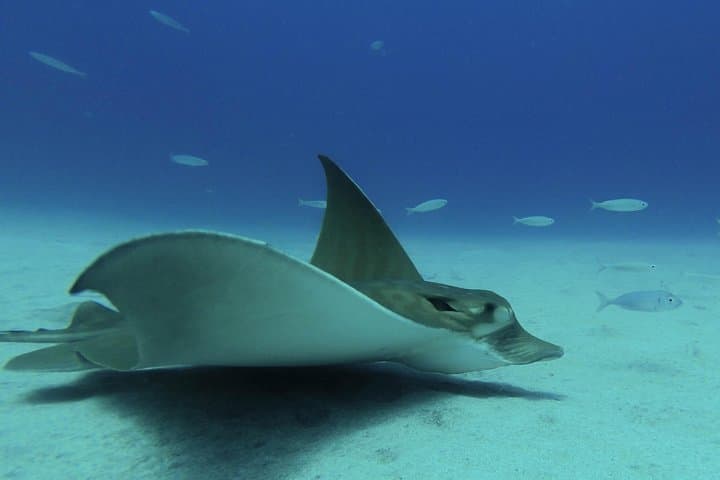Guided Scuba Diving in Tenerife: Top Radazul Dive Sites for Certified Divers photo 6