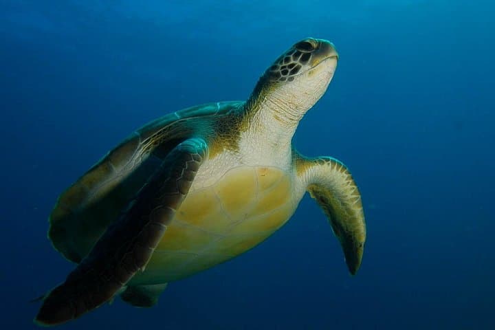 PADI Advanced Open Water Diver Course in Tenerife — 2-Day AOWD with SCUBANANA