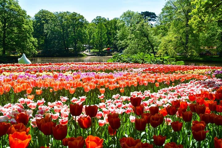Keukenhof Gardens & Tulip Experience: Day Trip from Amsterdam photo 6