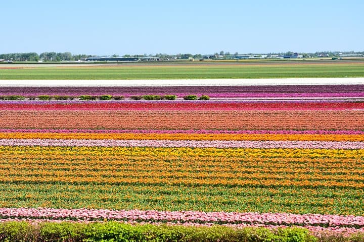 Keukenhof Half-Day Guided Tulip Garden Tour from Amsterdam photo 4